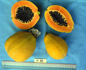 木瓜(英文:papaya)