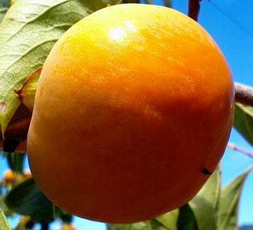 柿子(英文:persimmon)