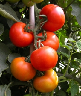 西红柿英文