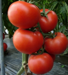 番茄(英文:tomato)