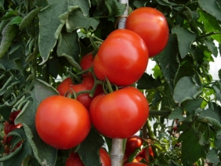 西红柿英文