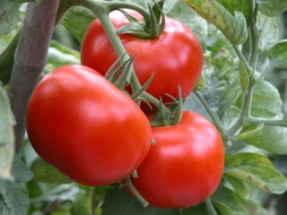 番茄(英文:tomato)