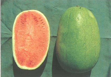 西瓜(英文:watermelon)