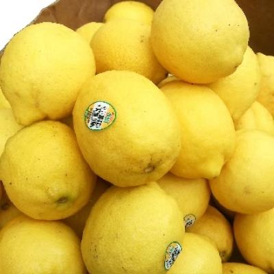美國進口有機黃檸檬10斤